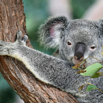 Australia Travel Guide