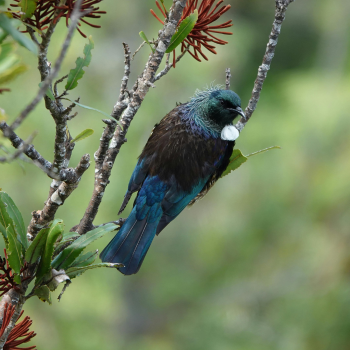 New Zealand Travel Guide