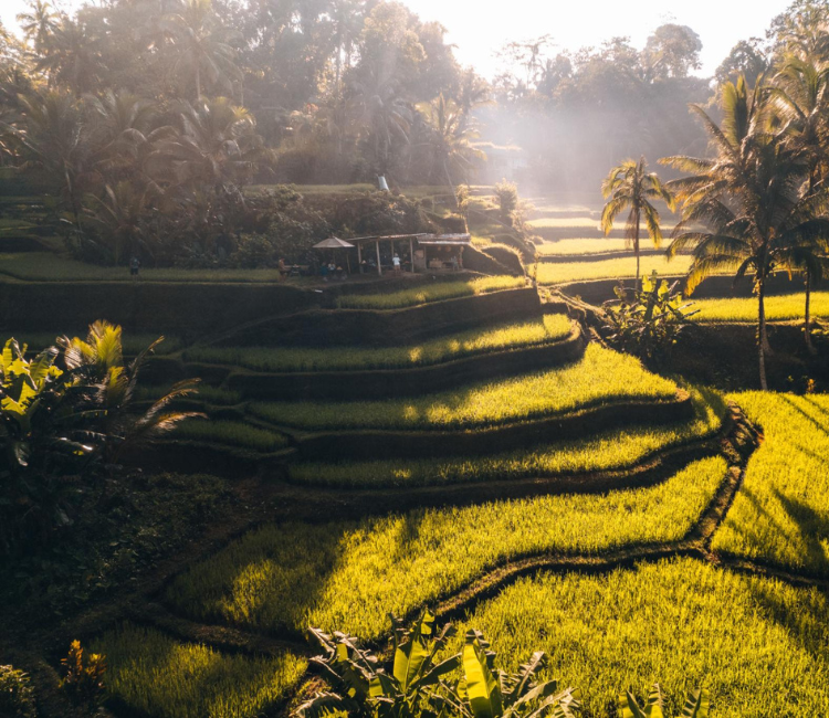 Bali rice terraces Ubud sunrise lush green landscap