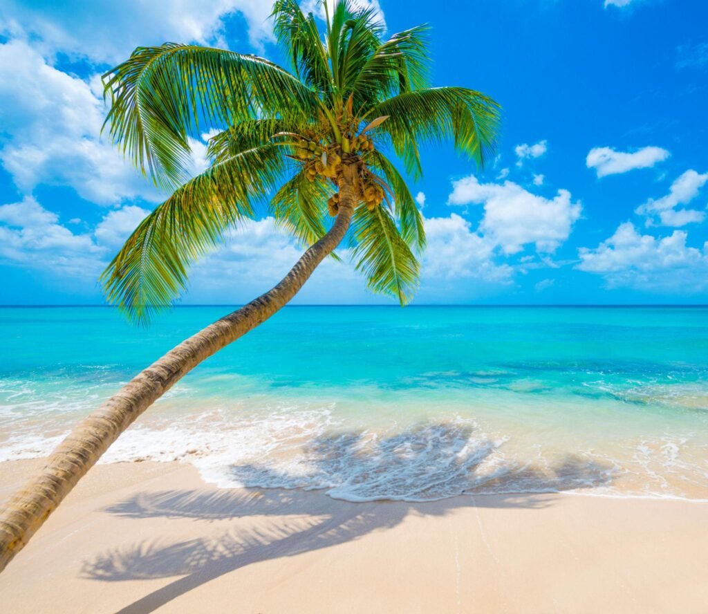 Barbados Beach with Turquoise Sea and Palm Trees