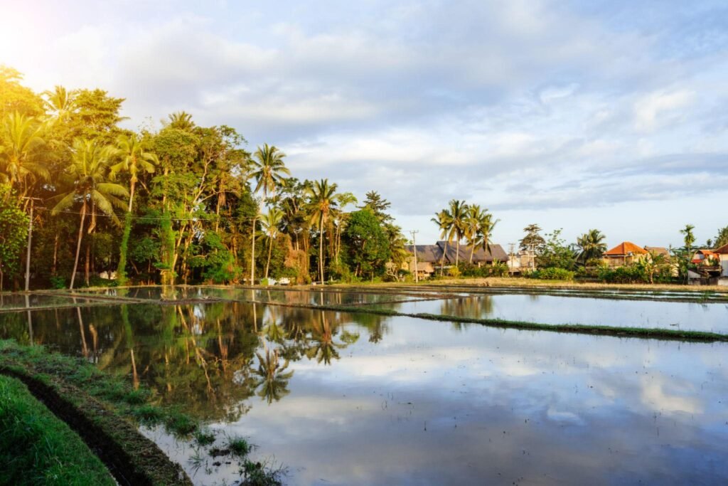 Serene Bali Rice Fields in Morning Light, Ubud, Indonesia