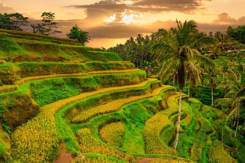 Rice terraces at sunrise, Ubud, Bali, Indonesia