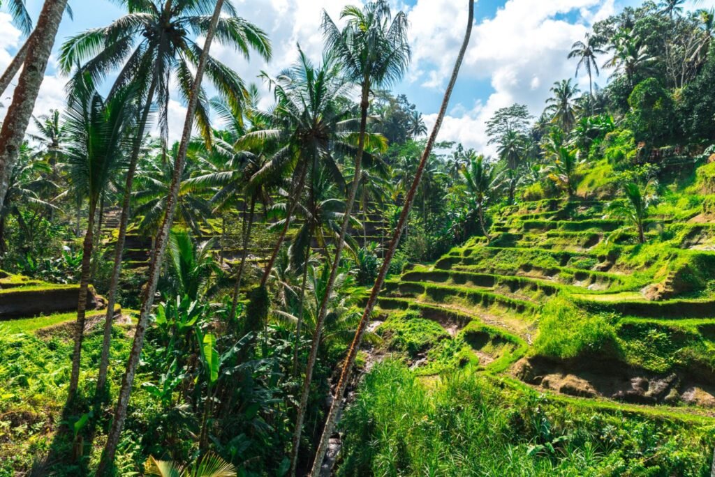 Palm trees between rice terraces in Bali