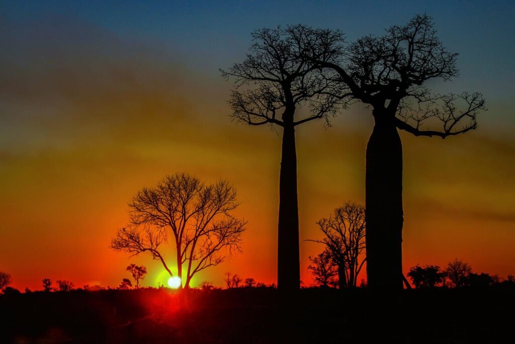 Silhouettes of majestic baobab trees at sunset on the Avenue of the Baobabs near Morondava, Madagascar.