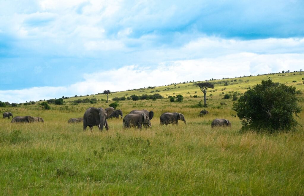 Wildlife in Safari