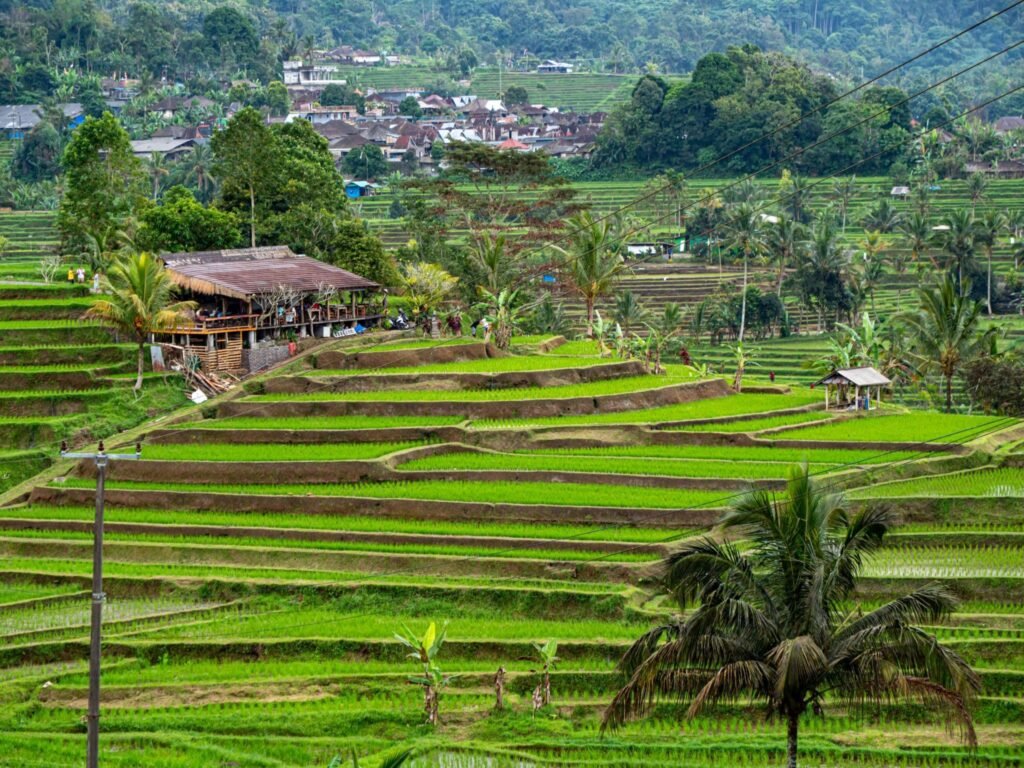Tranquil scenery of an extensive green meadow in Ubud, Bali, Indonesia, on a cloudy day