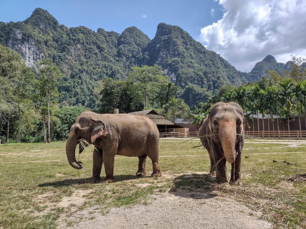 elephant