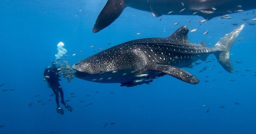 Scuba Diving
