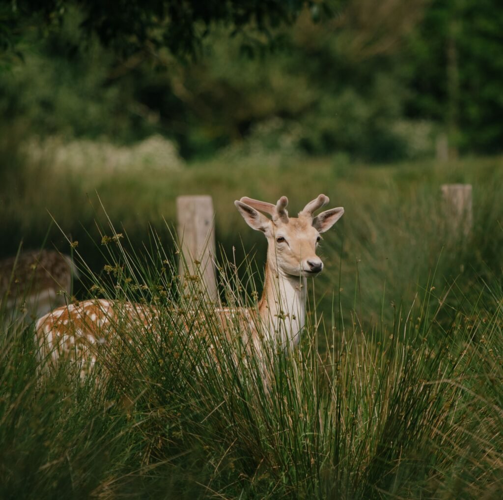 Close-up portrait of a young deer standing in a grassy park with antlers visible.