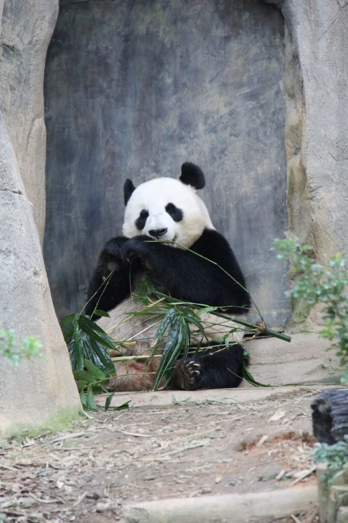 Adorable giant panda enjoying bamboo sitting within cozy zoo habitat.