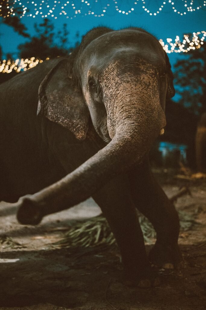 Portrait of an Asian elephant at night, illuminated by decorative lights in Sri Lanka.