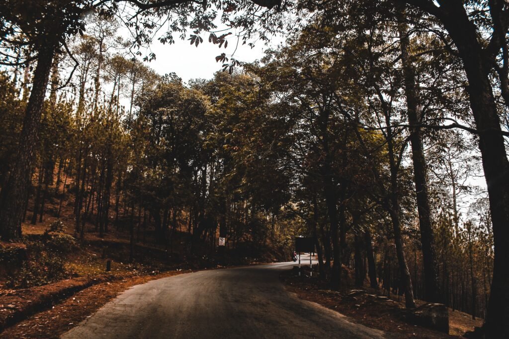 A peaceful forest roadway winding through tall trees, offering a sense of nature and tranquility.