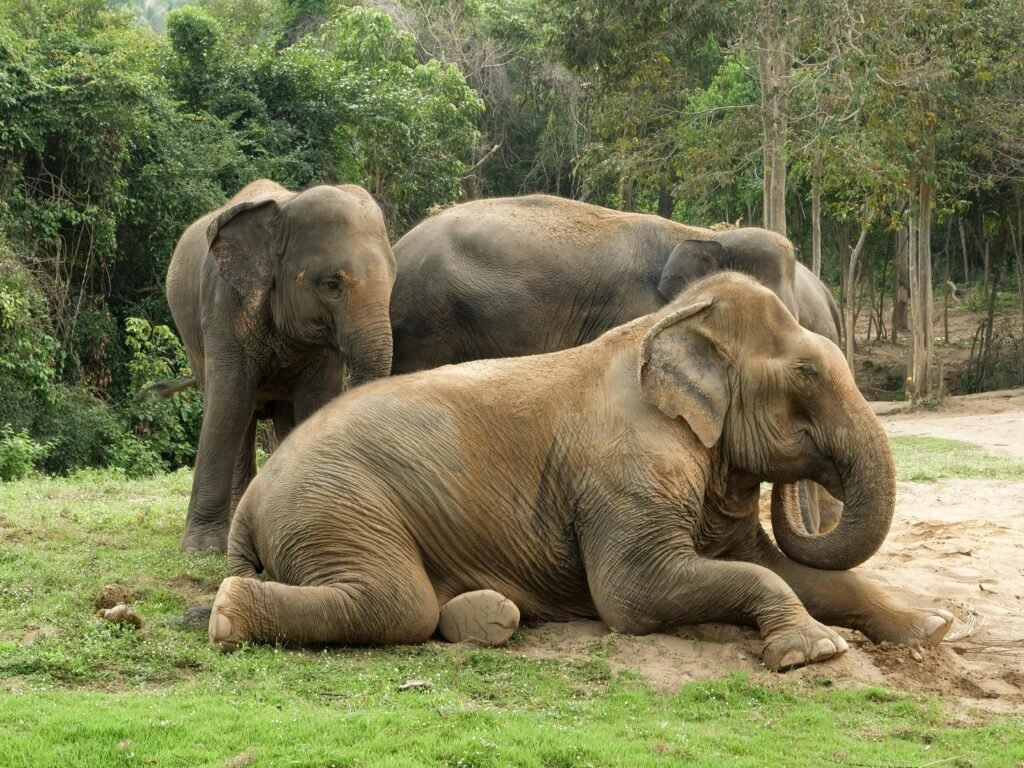 Wildlife Experiences​