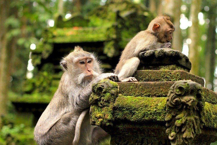 Monkey-Forest