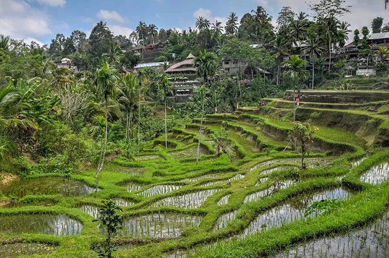 Ubud-Private-Tour-Rice-Terraces-Water-Temple-Waterfalls