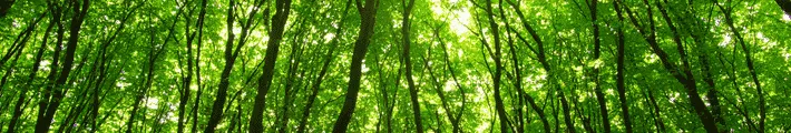 nature_forest