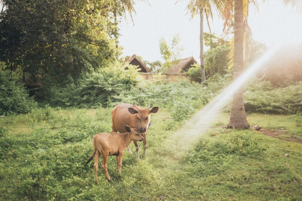 A serene view of a cow and calf in a lush green pasture. Perfect for agricultural themes.