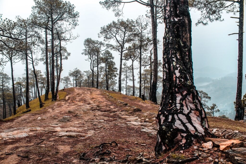 A tranquil forest pathway surrounded by tall pine trees under a misty sky, ideal for nature lovers.