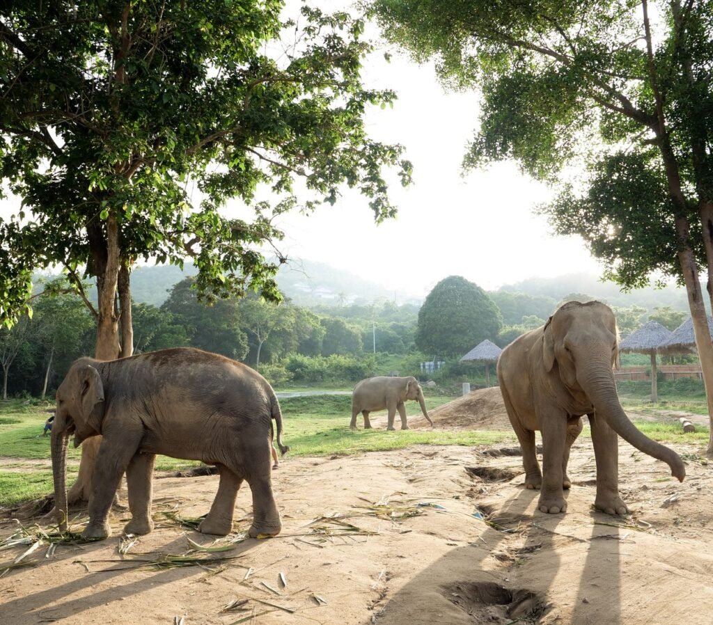 Asian elephants roaming free under lush trees in Surat Thani, Thailand park.