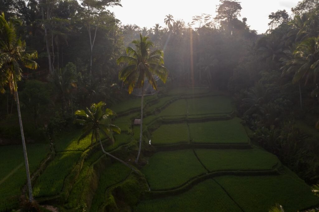 A breathtaking aerial shot of vibrant green rice terraces surrounded by tropical trees at sunrise.