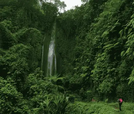 Lush tropical waterfall surrounded by dense rainforest with a hiker on the trail