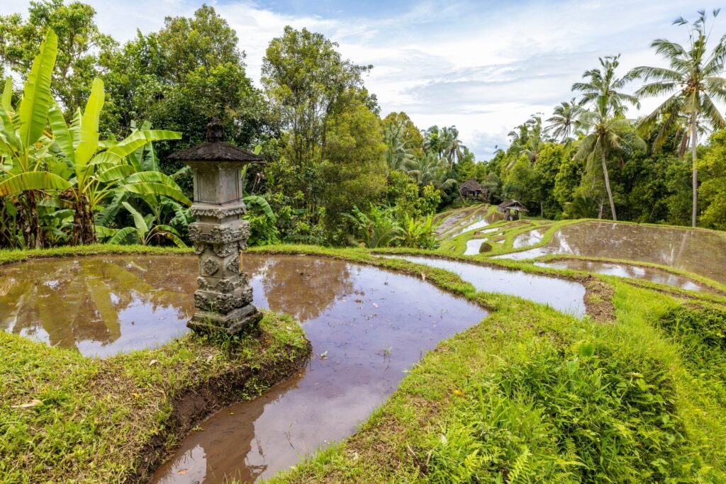 Explore tranquil rice terraces surrounded by lush greenery and tropical plants in a rural setting.
