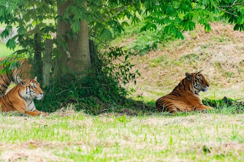 Two Bengal tigers resting peacefully in the shade of a large tree in a natural habitat.