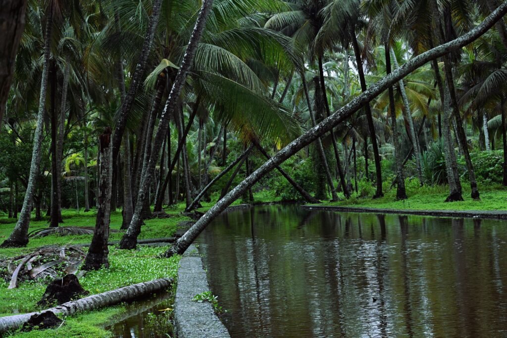 Serene tropical setting in Kochi, India, showcasing dense palm trees and calm water reflections.