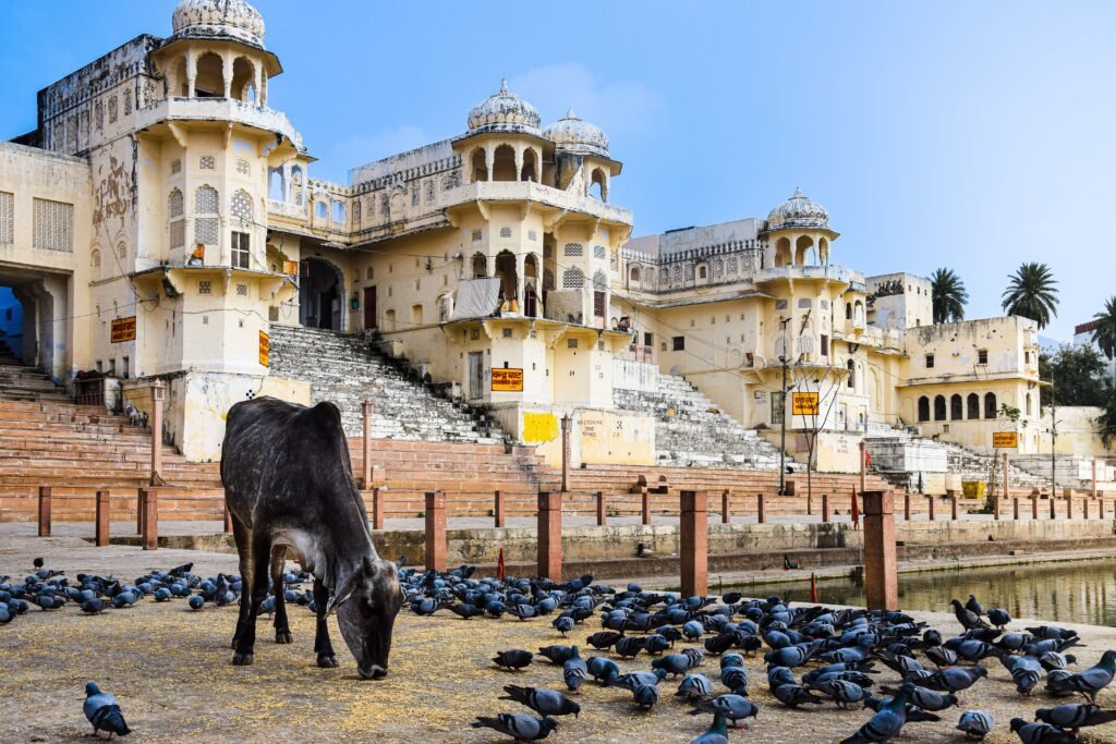 Ancient Indian palace in the city with cow and pigeons by a waterbody, showcasing unique architecture.
