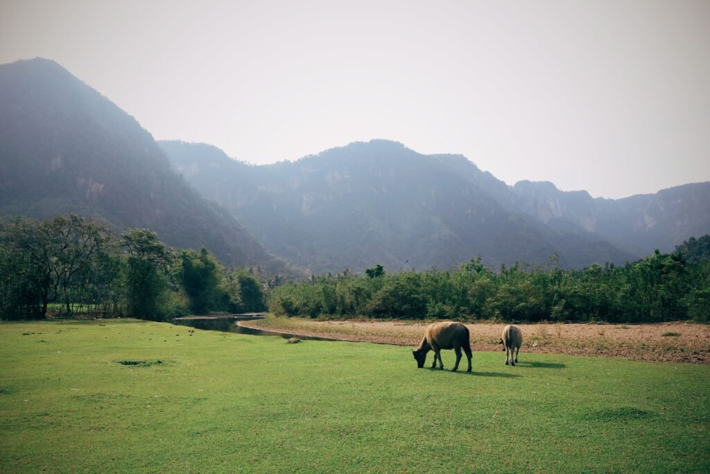 Cows eating grass on meadow near trees and ridge under sky in daylight