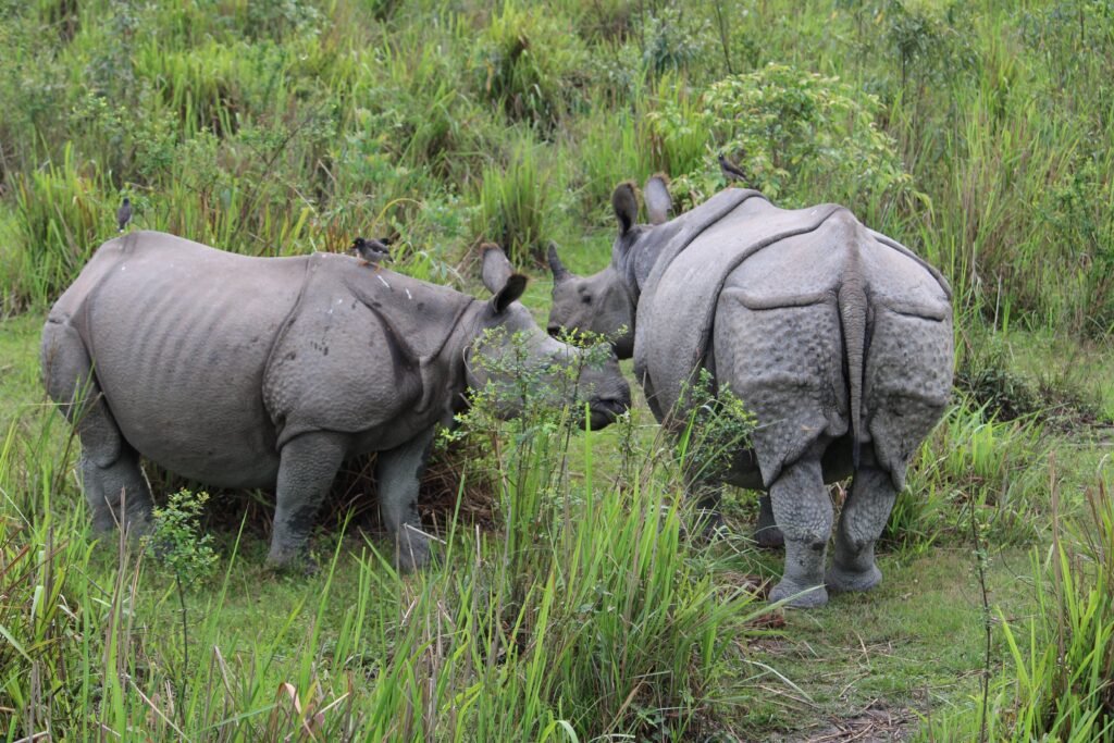 Two Indian rhinoceroses grazing in Kaziranga National Park, Assam, India.