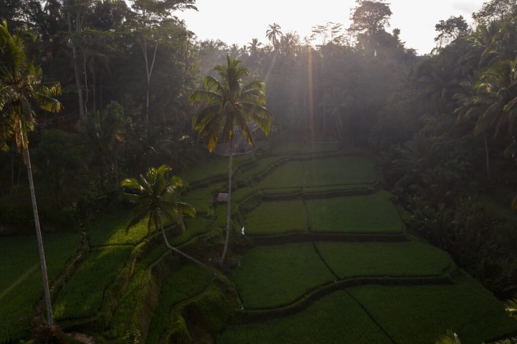 A breathtaking aerial shot of vibrant green rice terraces surrounded by tropical trees at sunrise.
